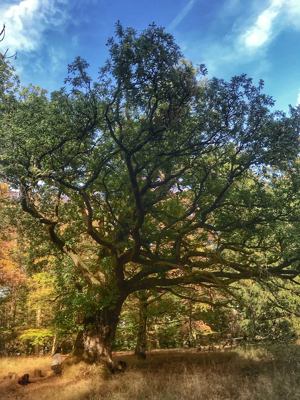 Das TAO und WU WEI