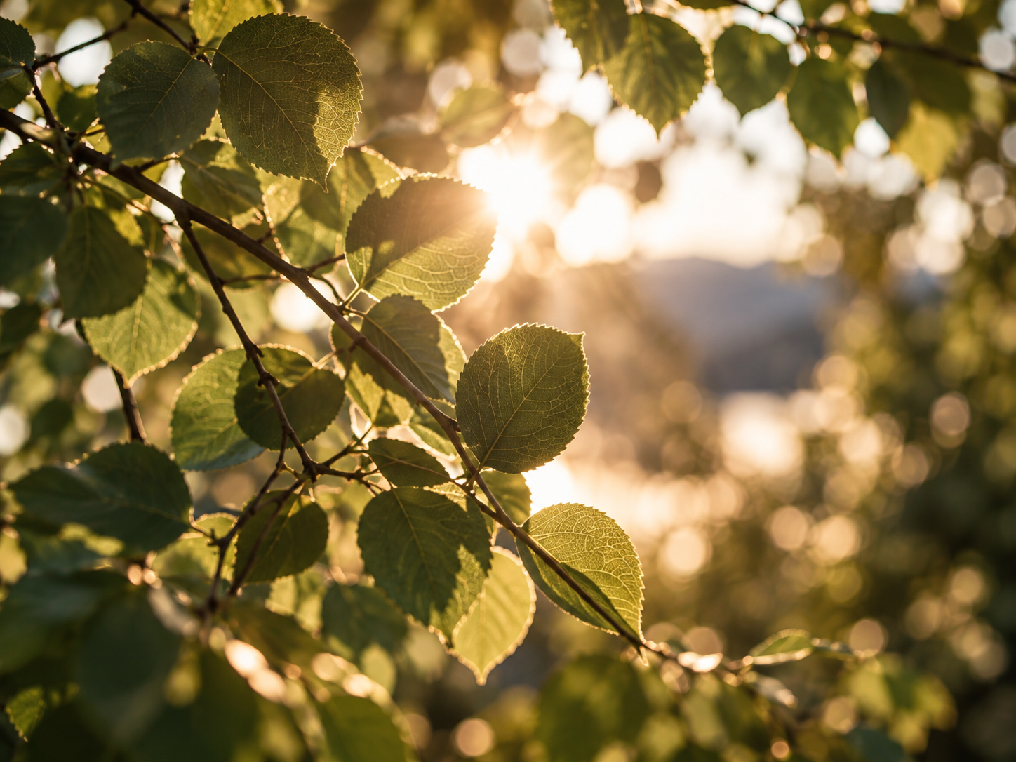Warmes Sonnenlicht fällt durch grüne Blätter